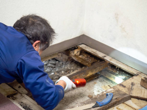 Best Certified Mold Removal  in Coats, NC