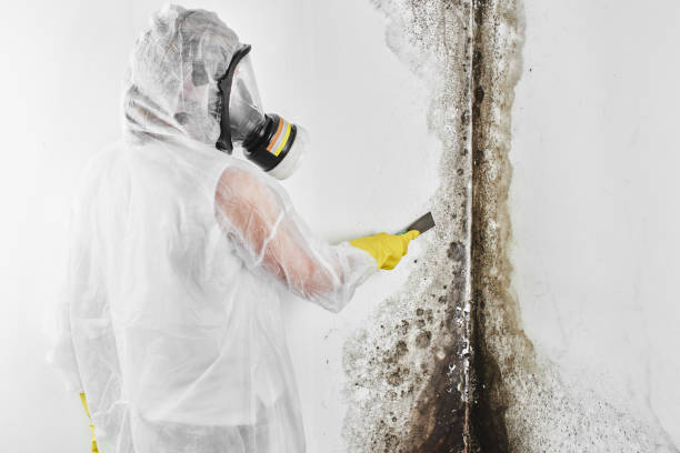 Trusted Coats, NC Mold Removal Experts