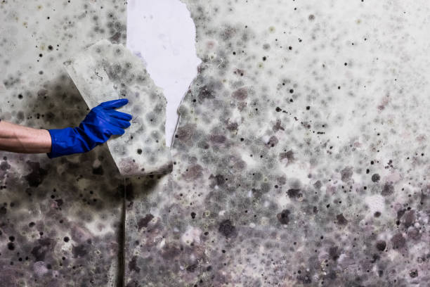 Best Fast Mold Removal  in Coats, NC