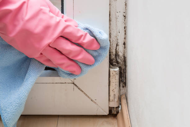 Best Commercial Mold Removal  in Coats, NC