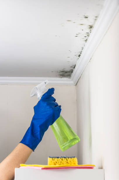 Best Same-Day Mold Removal  in Coats, NC