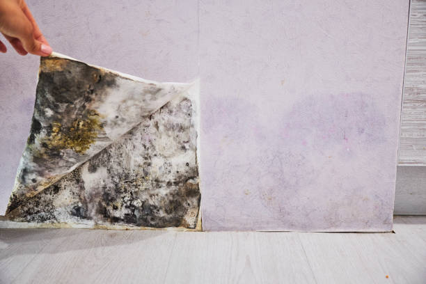 Best Residential Mold Removal  in Coats, NC